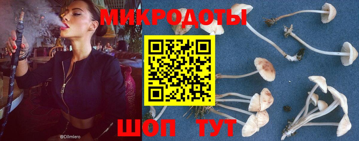 Псилоцибиновые грибы Psilocybe Бердск